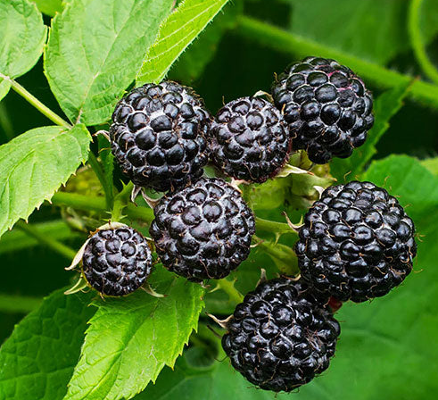 A cluster of black raspberries on a bush with green leaves in the background.