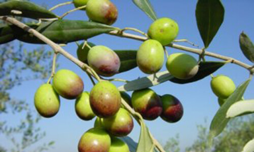 Frantoio- South Africa May 2024 (Medium)