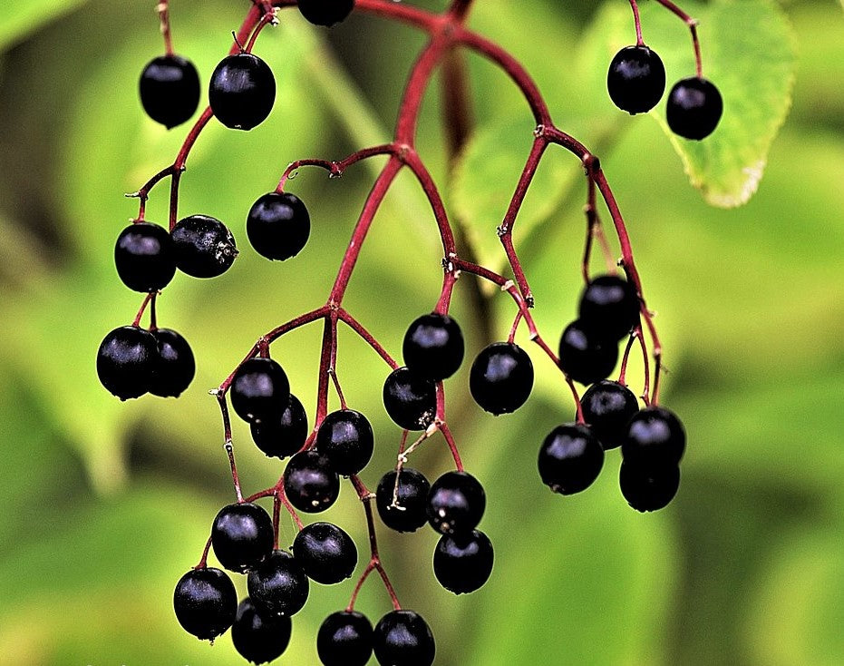 Elderberry Aged Dark Balsamic Vinegar