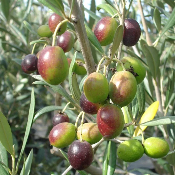 Alonso Arbequina (April 2026) Chile    Medium Intensity