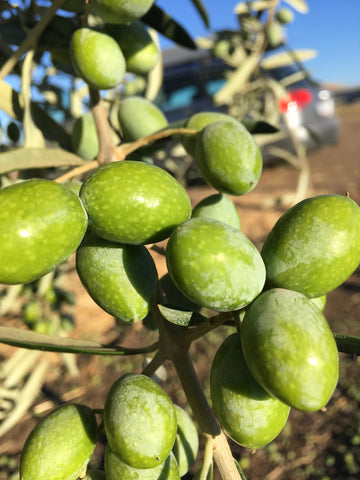 Masseria Pavoni Coratina, Organic (Oct. 2025) Italy 🥇 NYIOOC