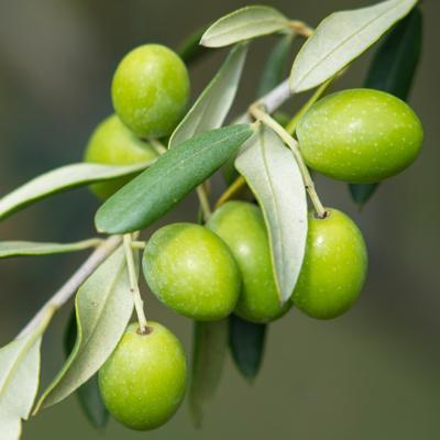 Extra Virgin Olive Oil