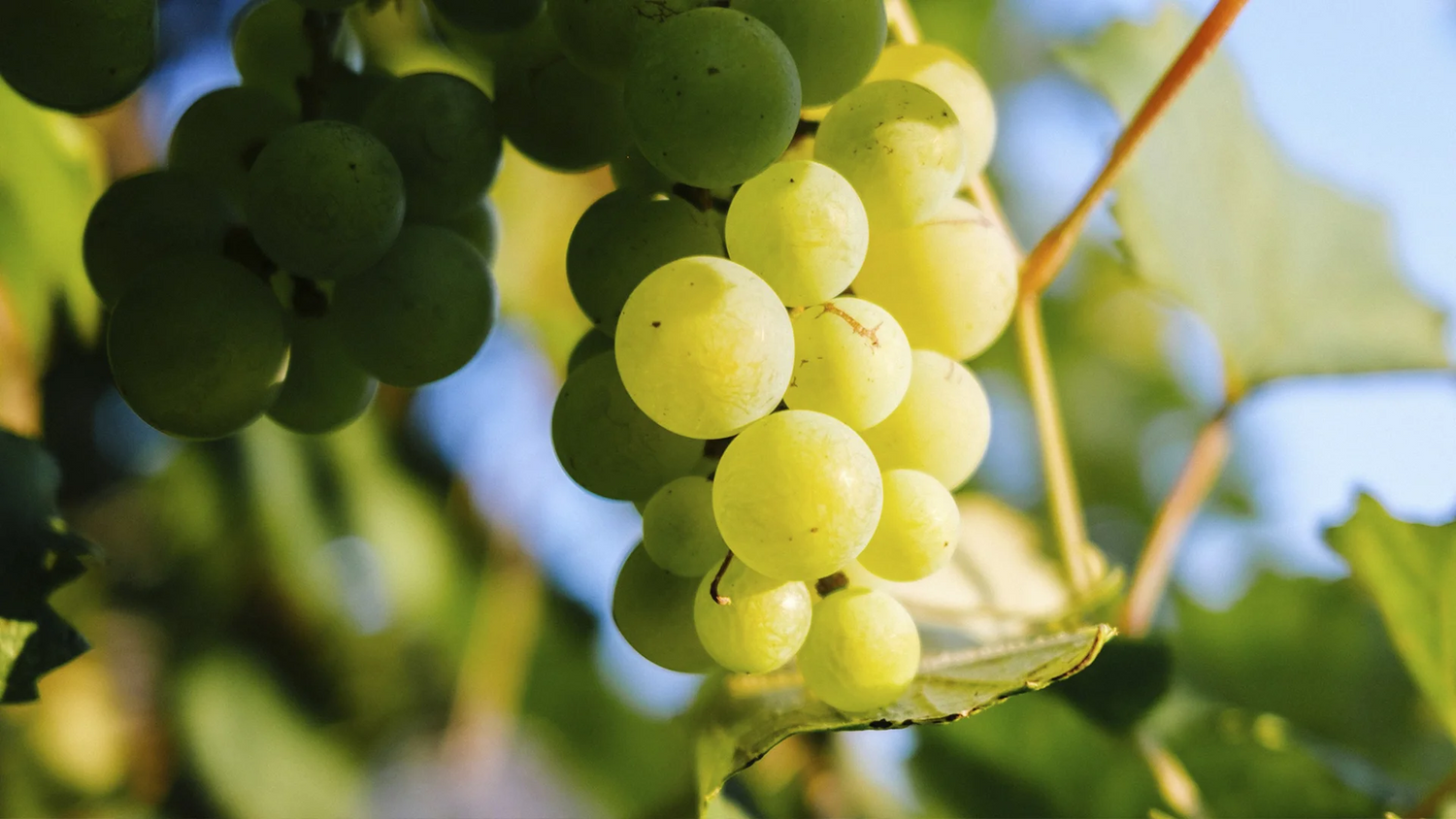 White Balsamic Vinegar