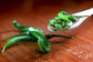 Spicy Green Chili Fused Olive Oil