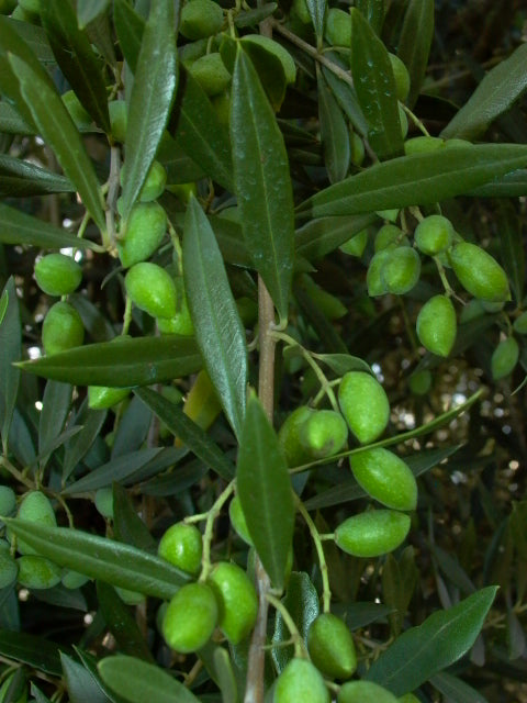 Laconiko Olio Nuovo Koroneiki- Greece, Nov. 2025 (Robust) 🥇 NYIOOC 2025