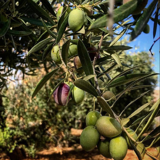 Tropicual de Vega Picual-Spain October 2025 (Robust, Organic)🥇 NYIIOC 2025