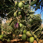 Tropicual de Vega Picual (Oct. 2025) Spain 🥇 NYIOOC 2025