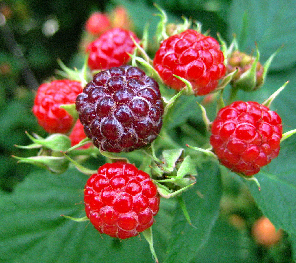 Cascadian Raspberry White Balsamic Vinegar