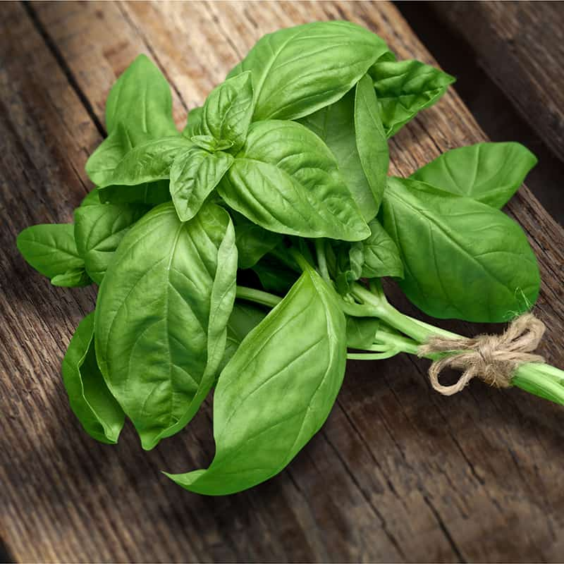 Genovese Basil Olive Oil