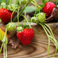 Strawberry Aged Balsamic Vinegar